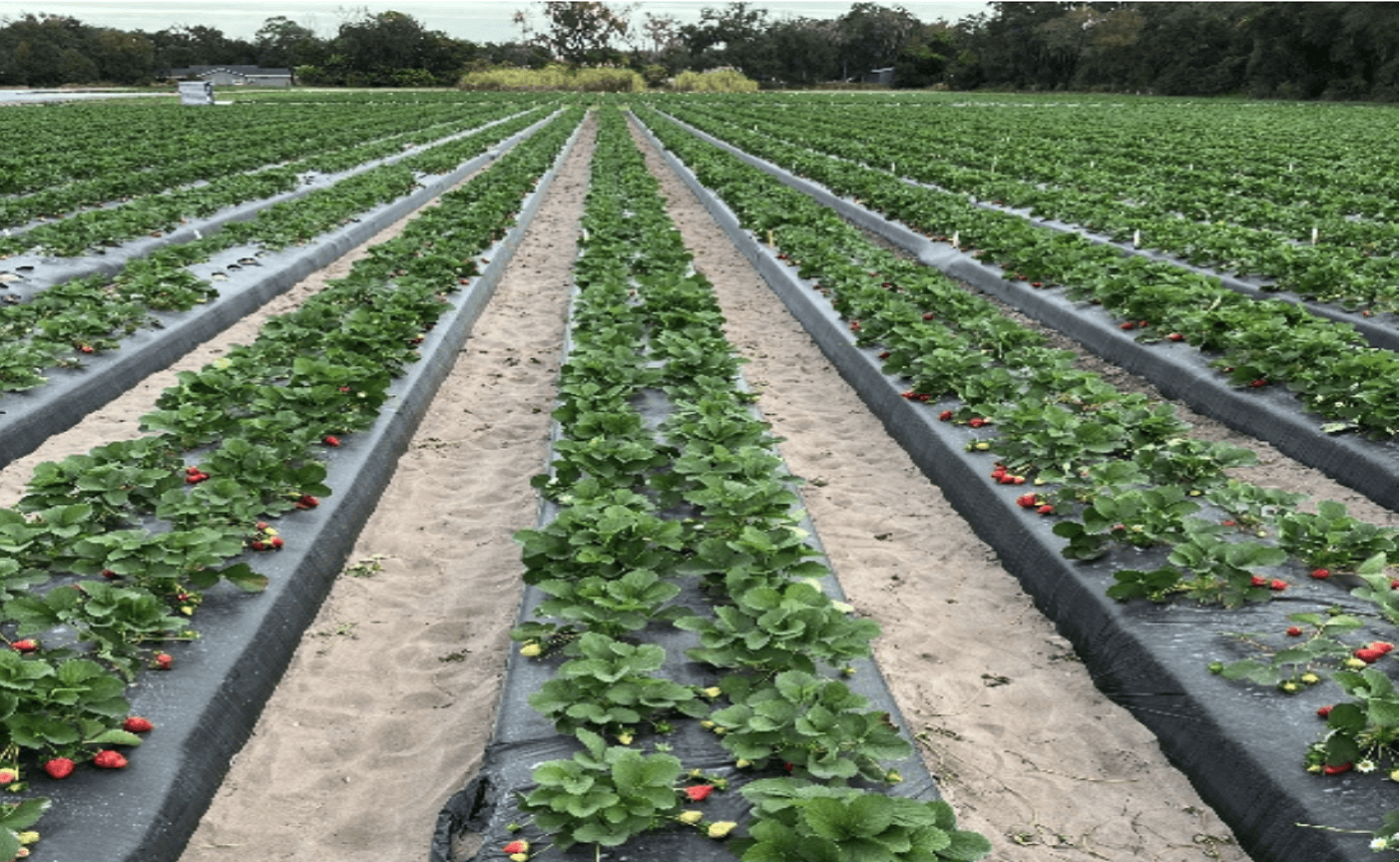 Trial Review: MaxCal + Sistema in Florida Strawberries