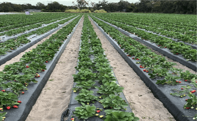 Trial Review: MaxCal + Sistema in Florida Strawberries