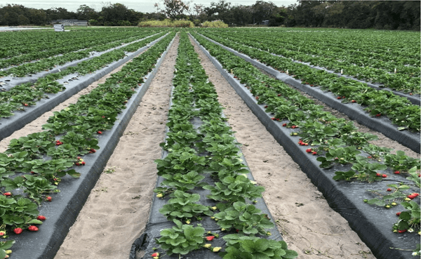 Trial Review: MaxCal + Sistema in Florida Strawberries